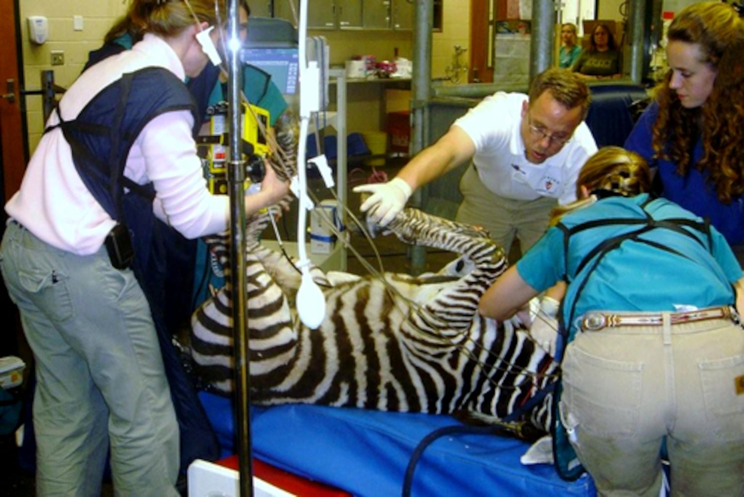 Injured zebra found on I-75