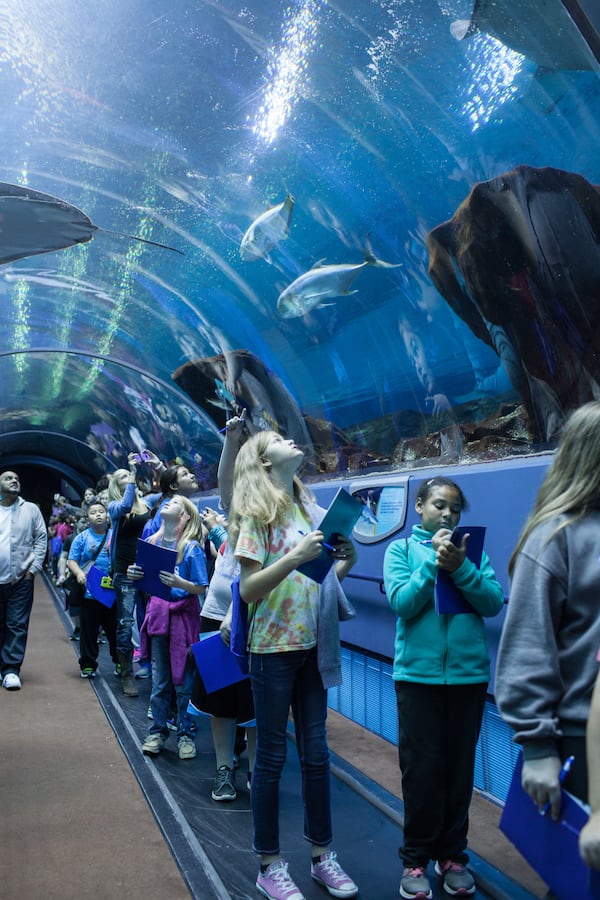 Students visit the Georgia Aquarium in Atlanta during a 2019 field trip, before the COVID-19 pandemic caused a sharp reduction in educational outings. Aquarium officials said field trips are rebounding, with about 80,000 students having visited the site so far this year. (Courtesy of Georgia Aquarium)