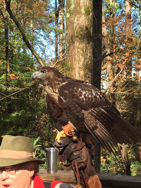 A red-tailed hawk named “Fancy” and held by falconer Bill Mixon during a Nov. 16 demonstration at DeKalb County’s Mason Mill Park. (BILL RANKIN/AJC)