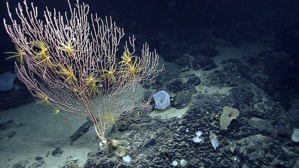 FILE - This undated file photo released by the National Oceanic and Atmospheric Administration made during the Northeast U.S. Canyons Expedition 2013, shows corals on Mytilus Seamount off the coast of New England in the North Atlantic Ocean before it was stablished by President Barack Obama in Sept. 15, 2016, as Northeast Canyons and Seamounts Marine National Monument. President Donald Trump's call to review over two dozen national monuments established by three former presidents puts in limbo protections on large swaths of land home to ancient cliff dwellings, towering Sequoias, deep, canyons and oceans habitats where seals, whales and sea turtles roam. (NOAA Office of Ocean Exploration and Research via AP, File)