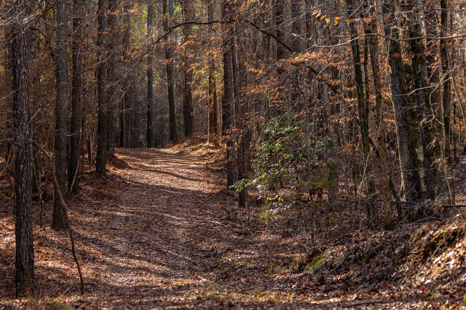 West Georgia hunting property