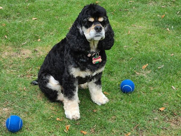 Peppermint Bark Kiefer is seen here with her favorite tennis balls.