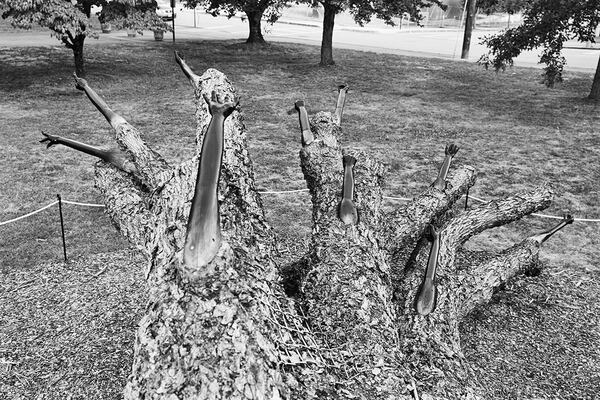 Shown is the section of the elm's trunk, the foundation of the ELDER project, with the elder's hands reaching out. Look closely and you will see the ensnared chain-link fence.