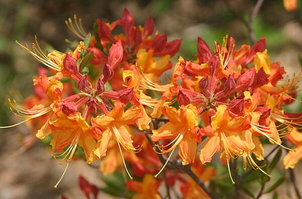 Stock up on annuals and perennials this weekend at the CNC Fall Native Plant Sale.