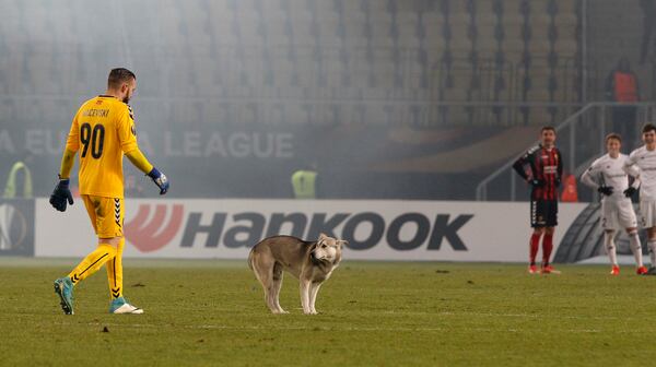 Vardar's goalkeeper Filip Gacevski, left, tries to catch a dog that entered the pitch during the Europa League group L soccer match between Vardar and Rosenborg, at Philip II Arena in Skopje, Macedonia, Thursday Dec. 7, 2017. (AP Photo/Boris Grdanoski)