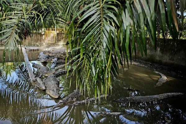 Crocodiles, mostly rescued after encounters with people, swim inside an enclosure in Budong-Budong, West Sulawesi, Indonesia, Monday, Feb. 24, 2025. (AP Photo/Dita Alangkara)