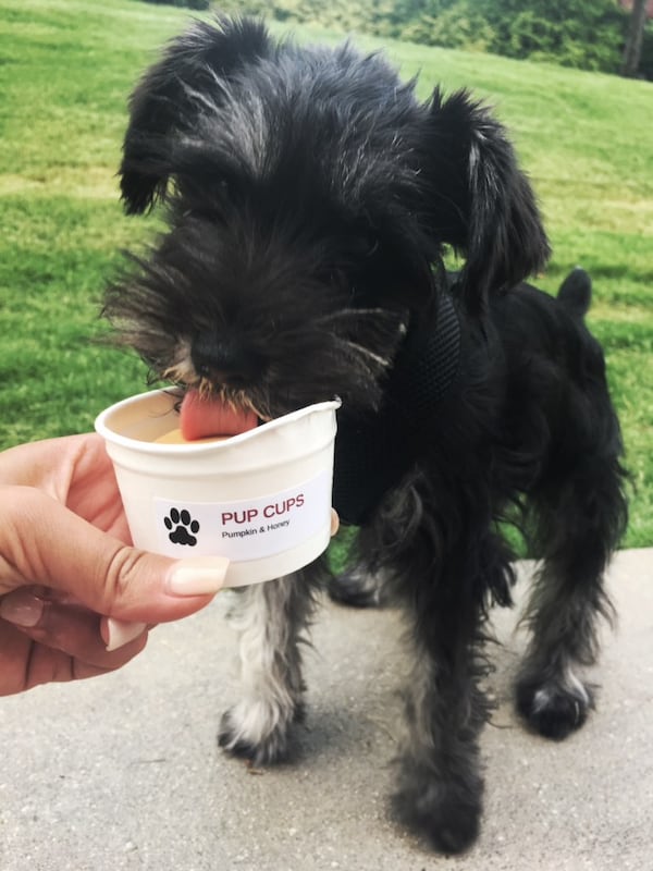 Pup Cups from Butter & Cream