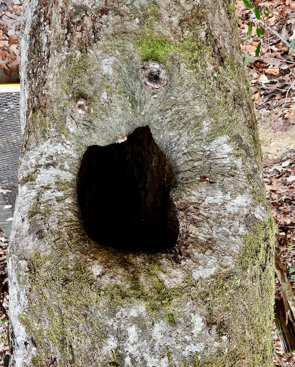 This is what appears to be a screaming face in a tree in North Georgia. The phenomenon of seeing human and animal characteristics in trees, rocks and other inanimate objects is known as pareidolia. 
CONTRIBUTED BY SUZY HOPE DOWNING