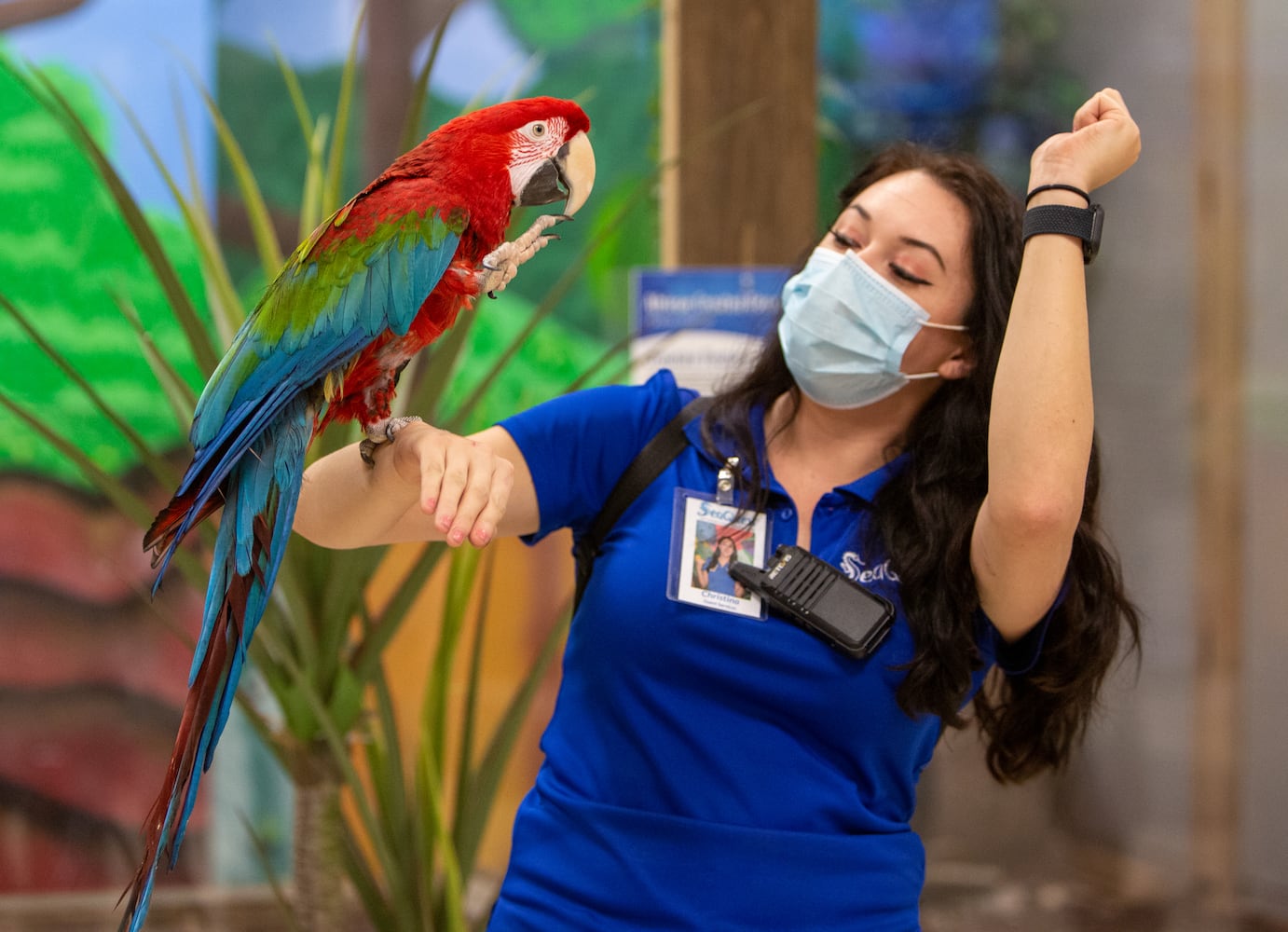 Scarlet, a green-winged macaw, performs for SeaQuest's Christina Johnsen during the opening of SeaQuest aquarium in The Mall at Stonecrest. PHIL SKINNER FOR THE ATLANTA JOURNAL-CONSTITUTION.