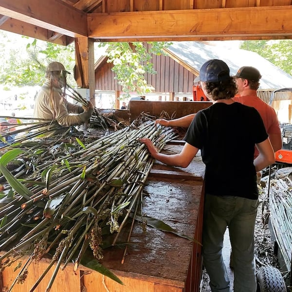 Syrup makers prepare sorghum cane at the Blairsville Sorghum Festival taking place during the second and third weekends of October. Courtesy of Enotah CASA