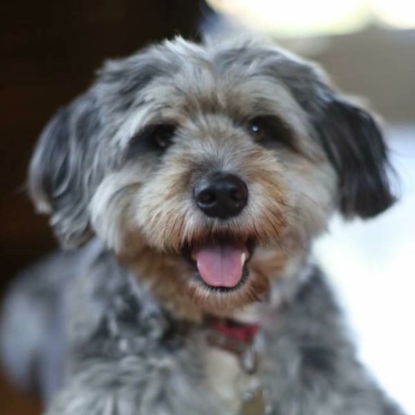 Scout, a Muppet-like Australian shepherd mix, is a rambunctious dog who doesn’t like to stay inside. CONTRIBUTED BY THE GARTMAN FAMILY