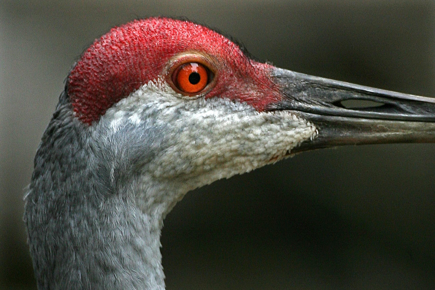 Coastal birds of Georgia