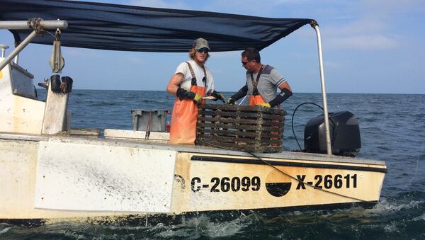 Commercial fisherman Zane Osborn, left, pulls up his traps in the Gulf of Mexico. (Lori Rackl/Chicago Tribune/TNS)