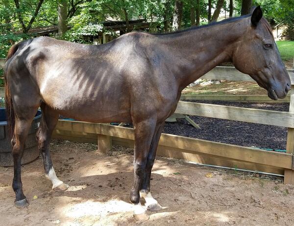 Before Walt Knapp and students at High Meadows School in Roswell nursed her back to health, Bella Luna looked like a walking skeleton. CONTRIBUTED BY WALT KNAPP