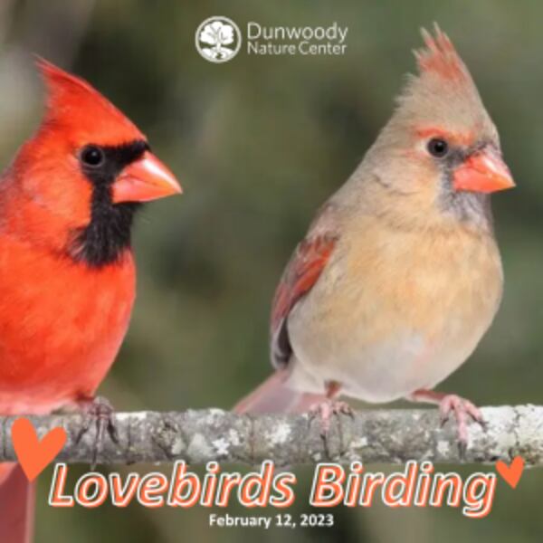 Learn about the courting habits of birds at Dunwoody Nature Center on Sunday.