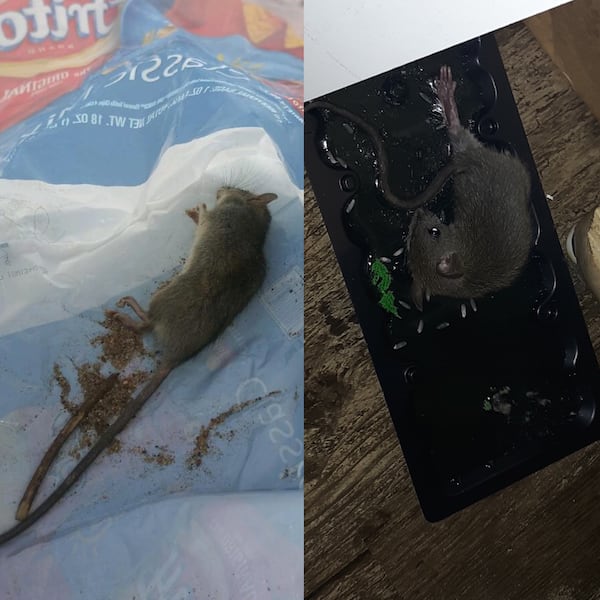 Residents of apartments owned by Trinity Parkview LLC say their apartments are infested with rats and the landlord is unresponsive to their complaints. (Submitted by Trinity Parkview residents)