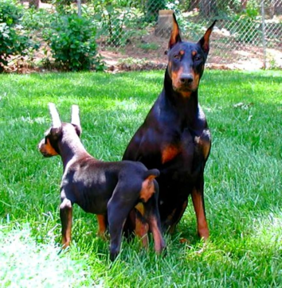 Atlanta's Top Dogs: 9. Dobermans