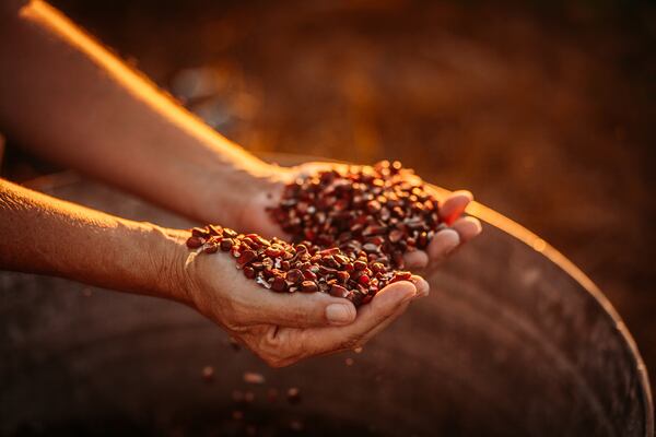 Originally cultivated by Native Americans and once used by bootleggers to make moonshine, Jimmy Red corn has been revived after nearly going extinct. Courtesy of Amy Brown