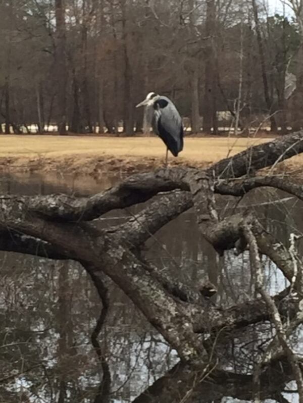 "I was surprised to find this relaxed Grey Heron sunning and resting while playing golf in Johns Creek.   The setting and surrounding looked so natural," wrote Bob Wessel.