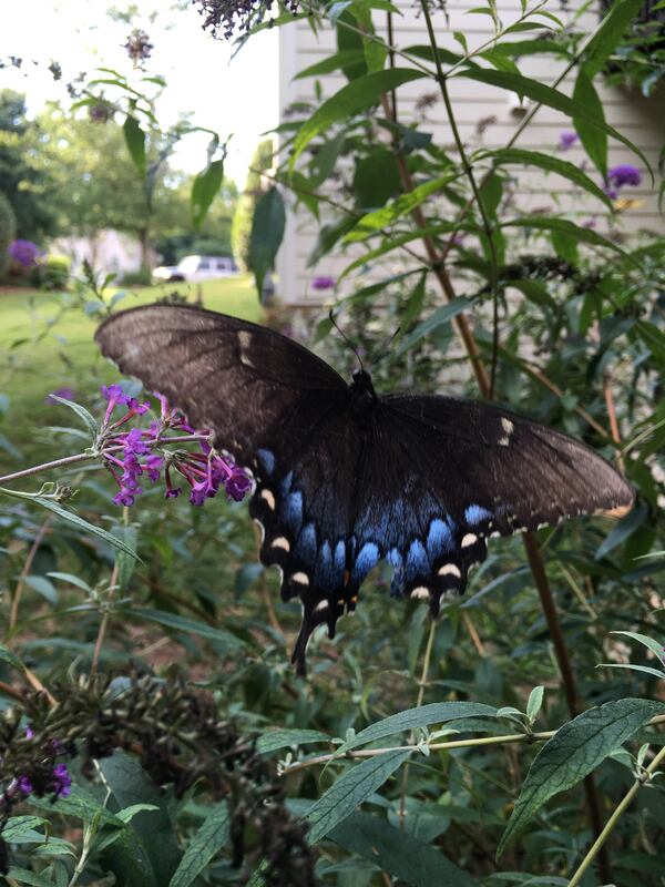 Roger Nesbitt shared this photo of a beautiful swallowtail on a butterfly bush in his backyard in Cumming.