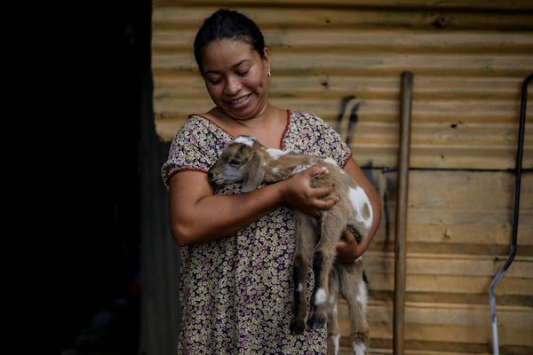 An Indigenous woman from the Wayuu community carries a little goat in the Somos Unidos neighborhood on the outskirts of Maicao, Colombia, Wednesday, Feb. 5, 2025. (AP Photo/Ivan Valencia)