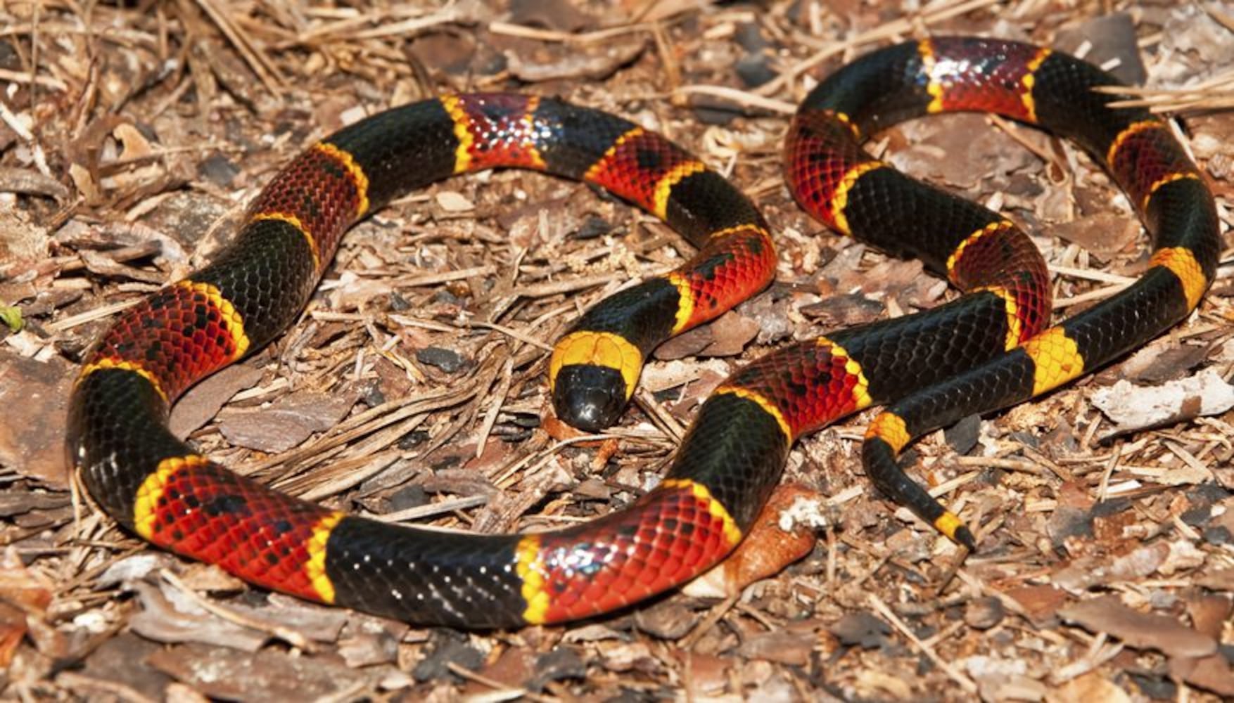 Venomous snakes of Georgia