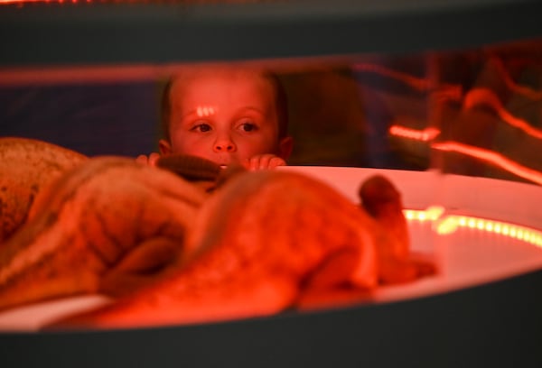 A young visitor peers into an incubator of baby dinosaurs at “Jurassic World: The Experience” Wednesday, June 7, 2023 at the Pullman Yards in Atlanta. (Daniel Varnado/ For the AJC)