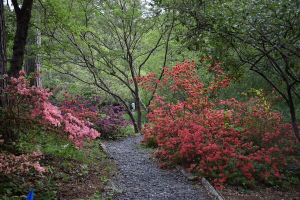 An exhibit of bonsai plants, artists workshops and 16 acres of gardens beckon Kennesaw residents to Smith-Gilbert Gardens. Photo: Smith-Gilbert Gardens