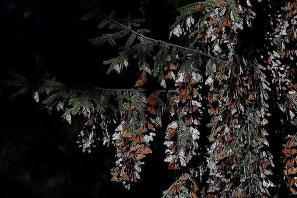 FILE - Monarch butterflies cling to branches in their winter nesting grounds in El Rosario Sanctuary, near Ocampo, Michoacan state, Mexico, Jan. 31, 2020. (AP Photo/Rebecca Blackwell, File)