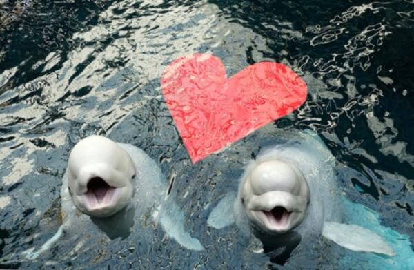 Celebrate Valentine’s Day early at the Georgia Aquarium with cocktails, music from a live DJ, food and access to the galleries.