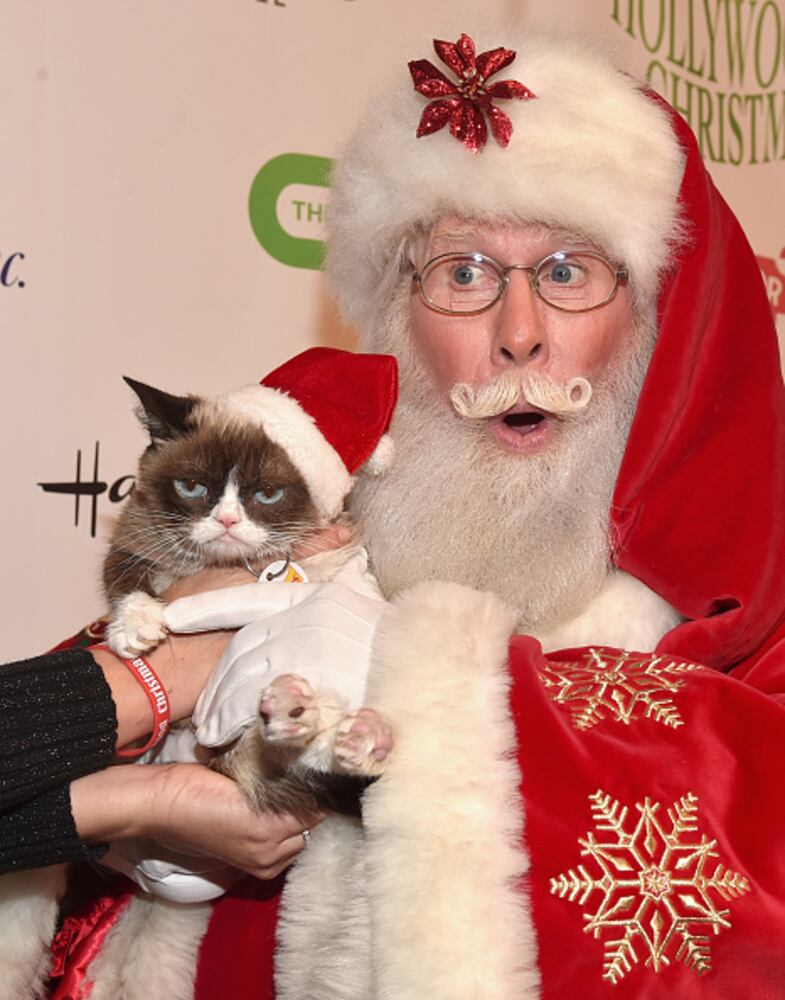 Grumpy cat