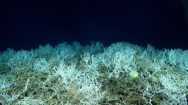 Lead scientists on NOAA's Okeanos Explorer were stunned to see extensive, dense populations of coral during a 2019 dive captured here.