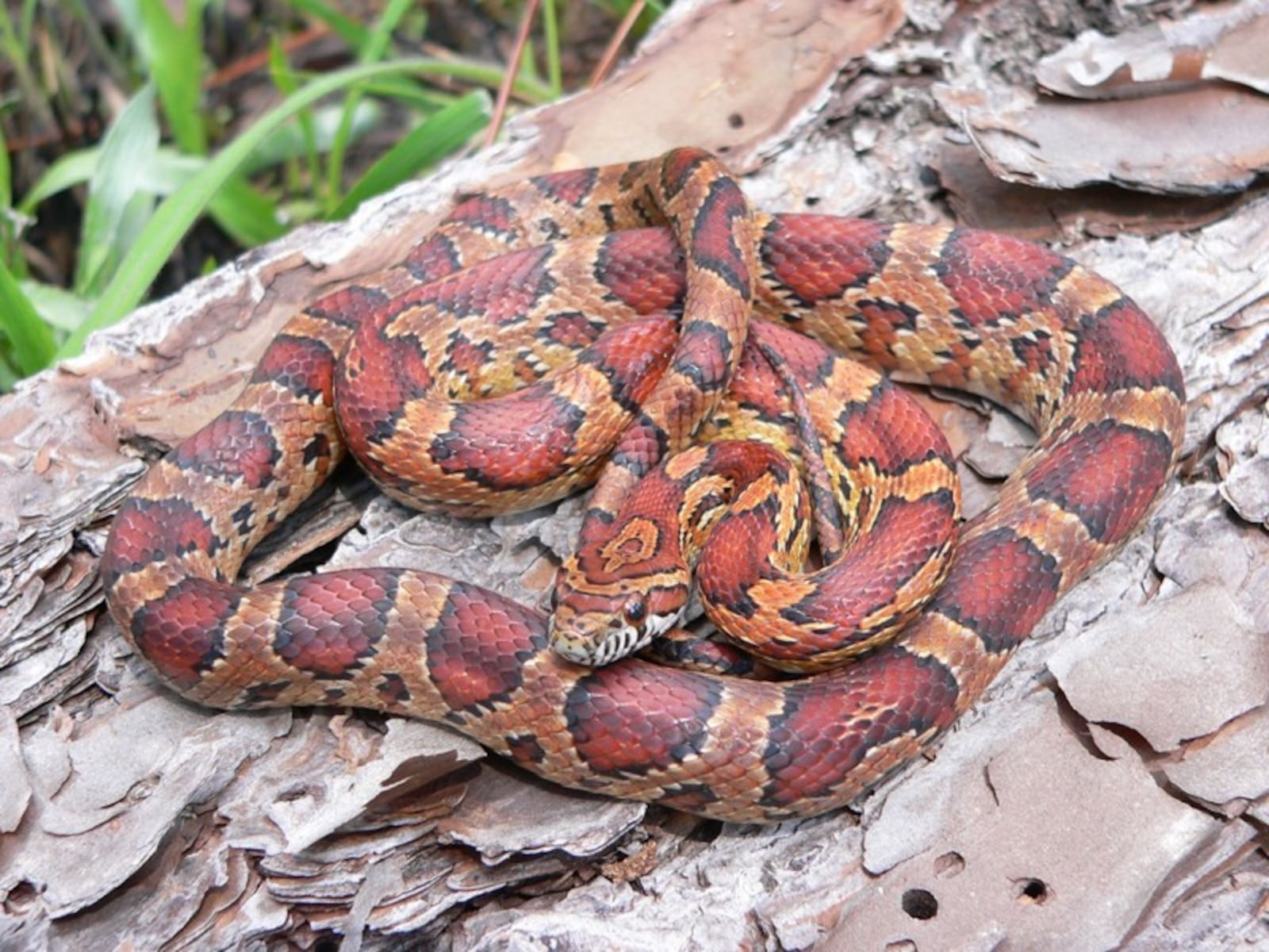 A corn snake might look exotic, but it doesn’t want to bite you.