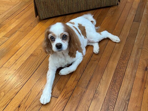 Jody Sloop is our take-a-deep-breath, look-at-the-face, stress reducing Dog of the Day. She calls AJC subscriber Mary Sloop her person. (Courtesy photo)