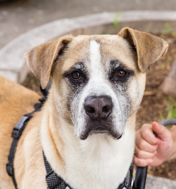 Stanford Leach fosters Rudy, a dog from LifeLine Animal Project in Fulton County who has been with Leach now for nearly three weeks as of Wednesday, April 29, 2020. Rudy, who has his own Instagram, @rudy_adoptme, was in at least five homes before coming to stay with Leach. Leach will adopt him if no one with a yard wants to adopt him. “I know I’m not letting him go back to the pound,” Leach said. (Jenni Girtman/Atlanta Journal-Constitution)