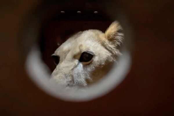 In this photo taken from video released by the Moscow Zoo official telegram channel on Wednesday, Nov. 20, 2024, a lion is seen at the International Airport in Pyongyang, North Korea being carried aboard a plane that flew animals and birds to Pyongyang's zoo as a gift from Russian President Vladimir Putin. (Moscow Zoo official telegram channel via AP)