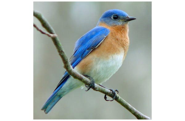 Thousands of eastern bluebirds that nest up north in spring migrate to Georgia for the winter. They intermingle with the state's year-round bluebirds and cause the species populations to swell. 
(Courtesy of Ken Thomas/Creative Commons)
