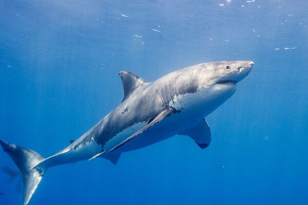 ENSENADA, MEXICO - SEPTEMBER 15:  Great White Sharks seasonally gather off the coast of Guadalupe Island; divers dive inside cages off the boat Nautilus Explorer in order to safely swim with the sharks on September 15, 2016, 150 miles off the coast of Mexico.  (Photo by Dave J Hogan/Dave J Hogan/Getty Images)