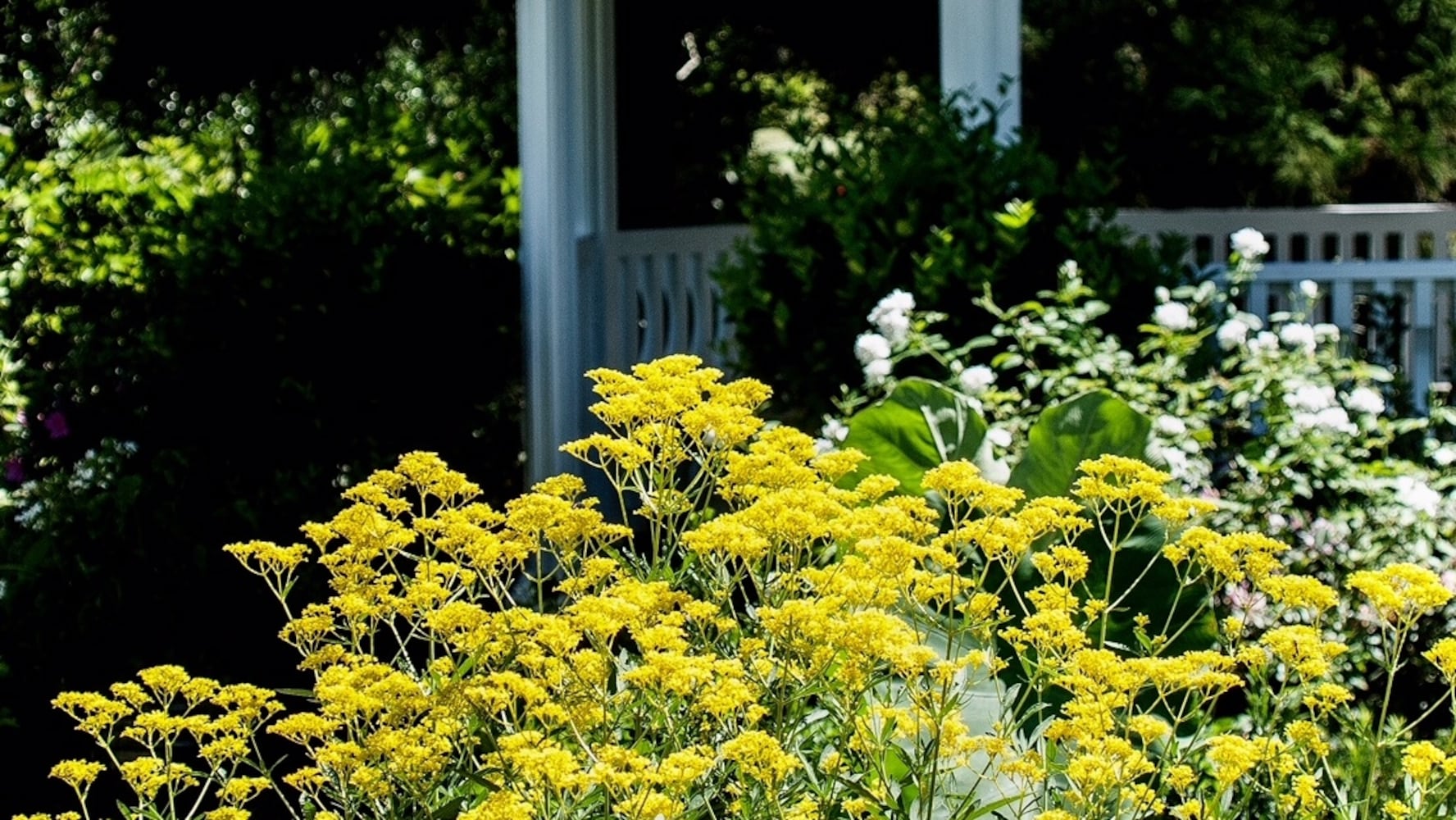 Golden Lace, a champion for pollinators