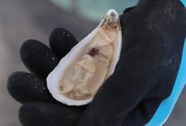 Laura Solomon shows off an open oyster while harvesting Salt Bomb oysters from their floating oyster farm in the Bull River on Jan 10.