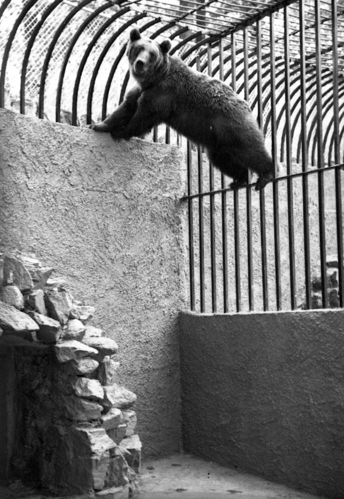 Zoo Atlanta milestone