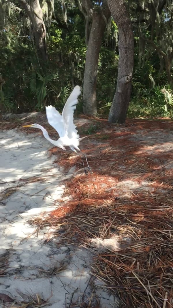 This photo called "Taking Off," was taken at Jekyll Island by Andy Mangum of Scottdale.