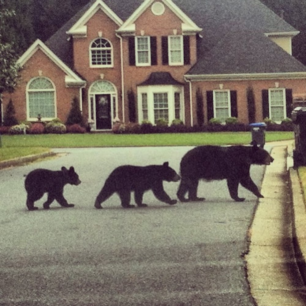 Black bears spotted in Cumming, GA.