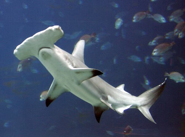 ORG XMIT: LON101 ** FILE ** A hammerhead shark swims in a large tank at the Georgia Aquarium, in Atlanta, in this Oct. 27, 2005 file photo. Female sharks can fertilize their own eggs and give birth without any sperm from a male shark, according to a new study into the asexual reproduction of a hammerhead in a Nebraska zoo. The joint Northern Ireland-U.S. research, being published Wednesday, May 23, 2007, analyzed the DNA of a shark born in 2001 in the Henry Doorly Zoo, in a tank with three potential mothers, none of whom had contact with a male hammerhead for at least three years. (AP Photo/John Bazemore, file)