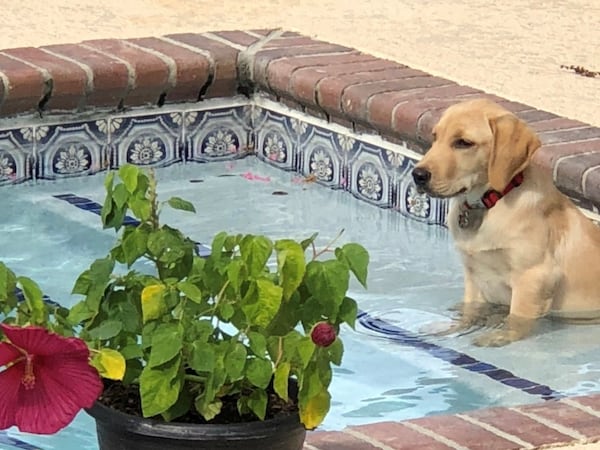 Rhett Hughes, a "Goldador Retriever," pictured in McRae, Georiga. (Courtesy photo)