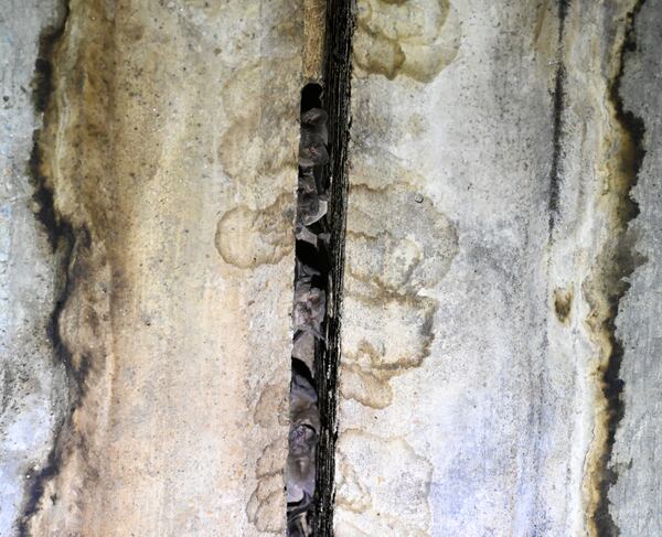 Bats are seen under a bridge near Calhoun during a training course run by Georgia DNR wildlife biologists on Thursday, May 3, 2023. (Hyosub Shin / Hyosub.Shin@ajc.com)