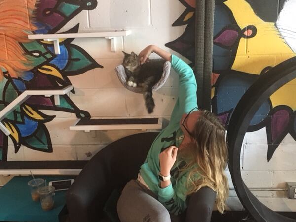  A customer gives a cat some love at Java Cats Cafe in Grant Park. / Photo by Yvonne Zusel