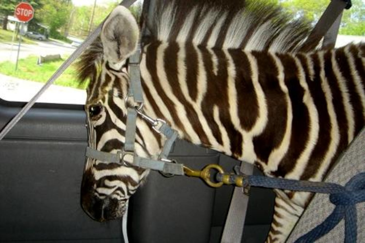 Injured zebra found on I-75