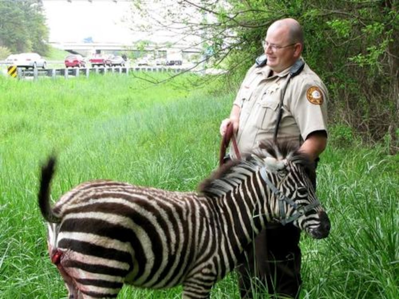 Injured zebra found on I-75