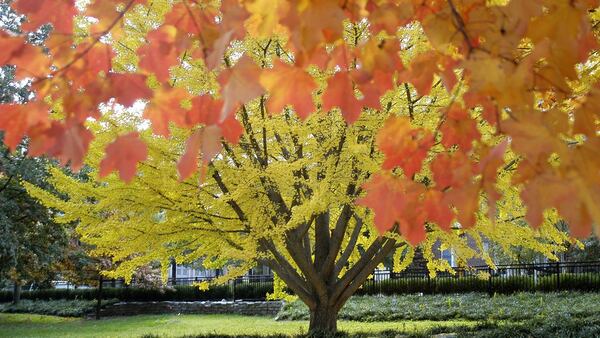 This is a gingko tree in Piedmont Park.